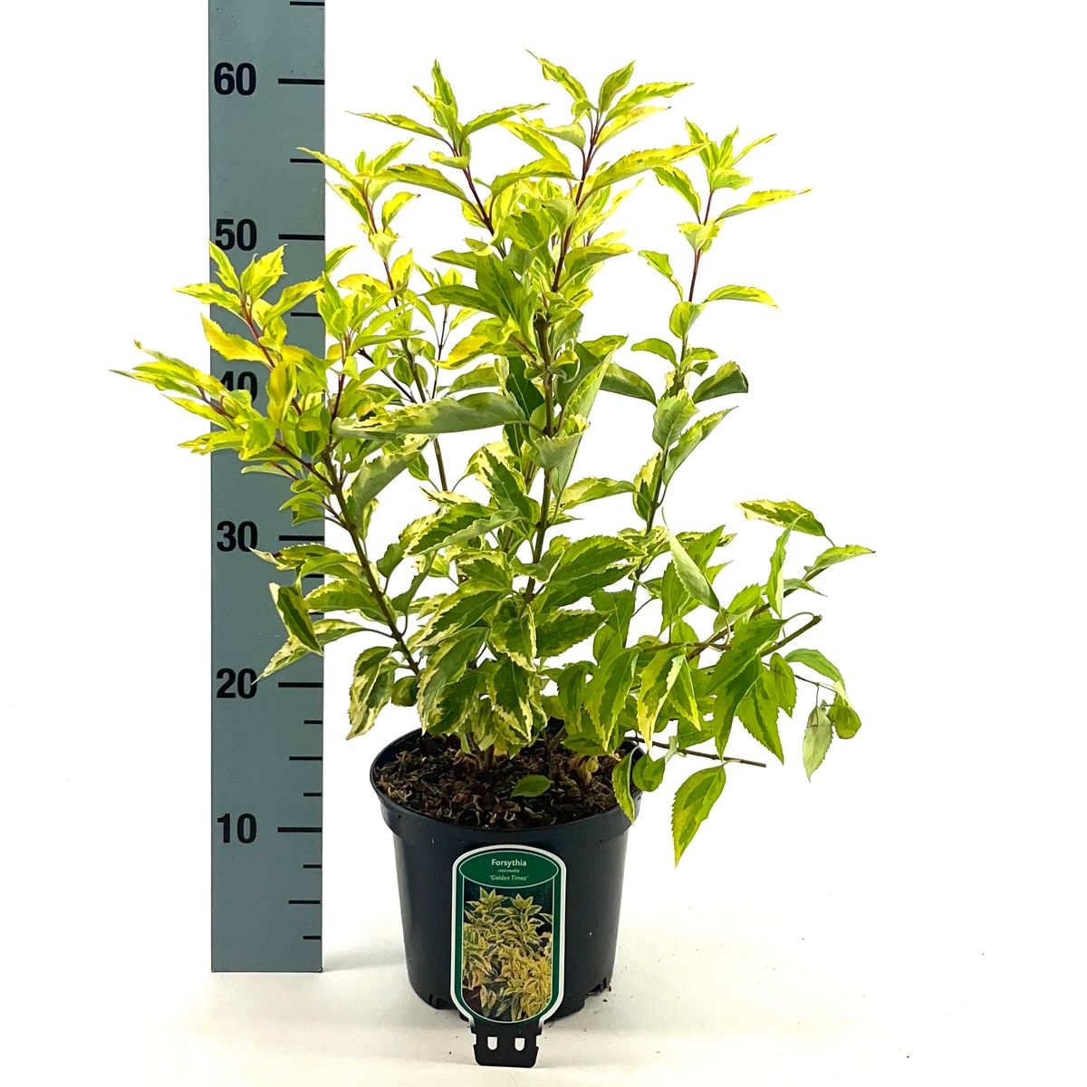 Forsythia x intermedia 'Golden Times' — Plant Wholesale FlorAccess