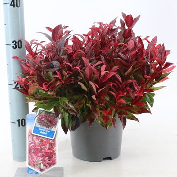 Leucothoe 'Zeblid'