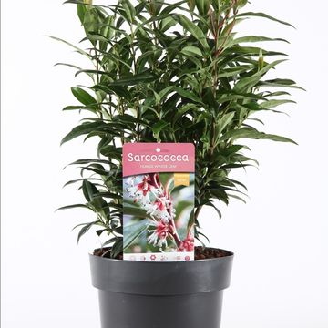 Sarcococca hookeriana WINTER GEM