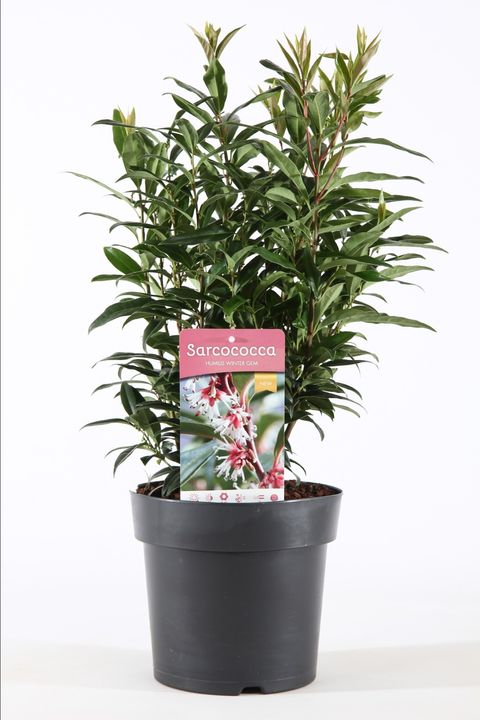 Sarcococca hookeriana WINTER GEM