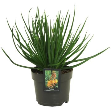 Bulbine frutescens 'Avera Sunset Yellow'