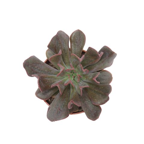 Echeveria 'Dark Vader'