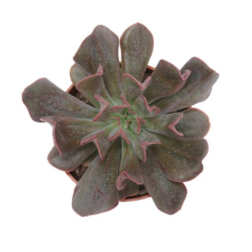 Echeveria 'Dark Vader'