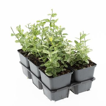 Euonymus fortunei 'Harlequin'