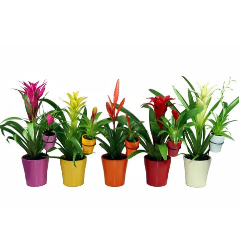 Bromelia MIX