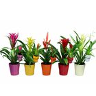 Bromelia MIX