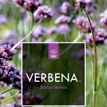 Verbena bonariensis