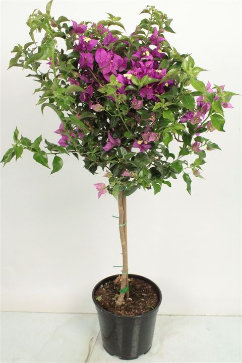 Bougainvillea 'Alexandra'