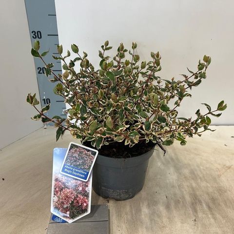 Abelia x grandiflora MAGIC DAYDREAM