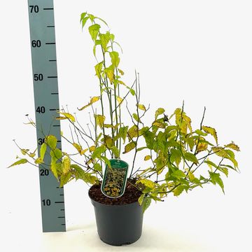 Kerria japonica 'Golden Guinea'