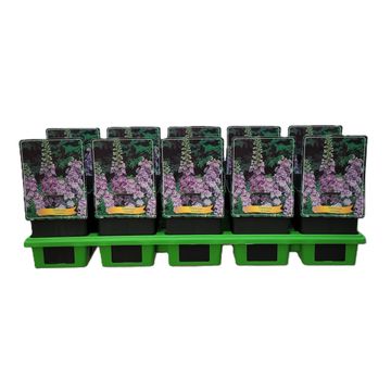 Delphinium 'Aurora Lavender'