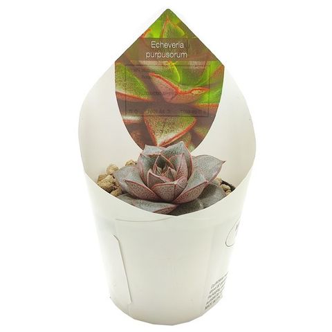 Echeveria purpusorum