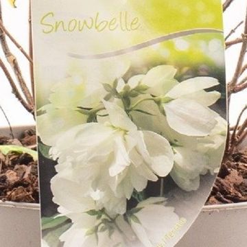 Philadelphus 'Snowbelle'