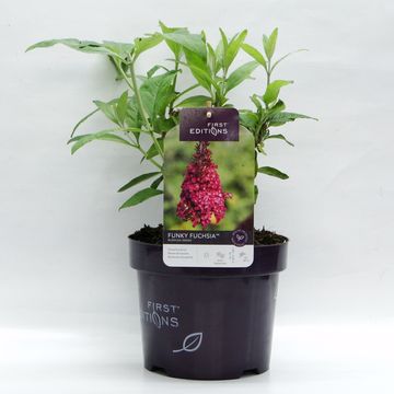 Buddleja davidii FUNKY FUCHSIA