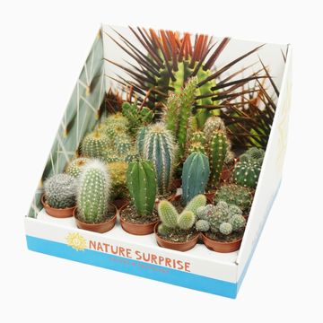 Cactus MIX