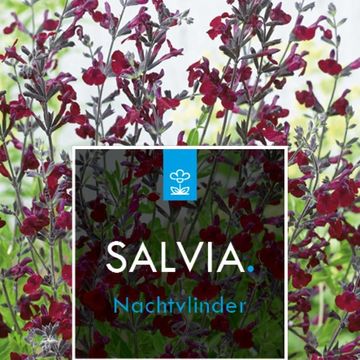 Salvia x jamensis 'Nachtvlinder'