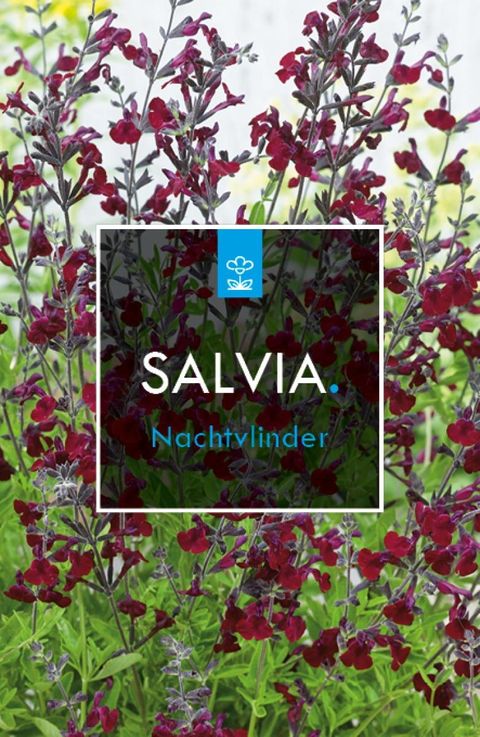 Salvia x jamensis 'Nachtvlinder'