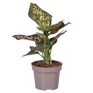 Aglaonema SPOTTED STAR