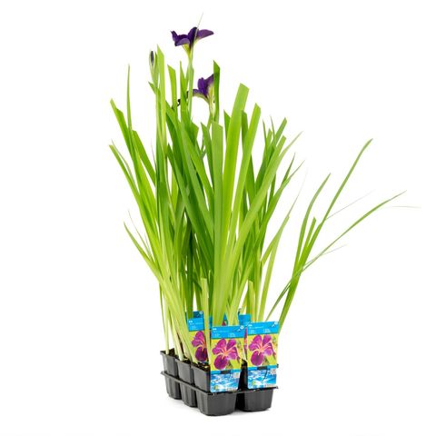 Iris 'Black Gamecock' (Moerings Waterplanten)