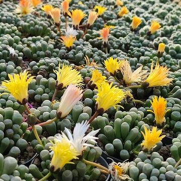 Fenestraria aurantiaca