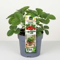 Fragaria x ananassa 'Ostara'