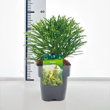 Cryptomeria japonica 'Little Champion'