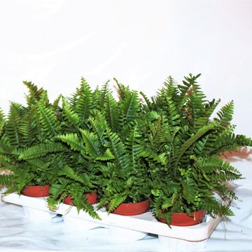 Nephrolepis exaltata 'Cordata'