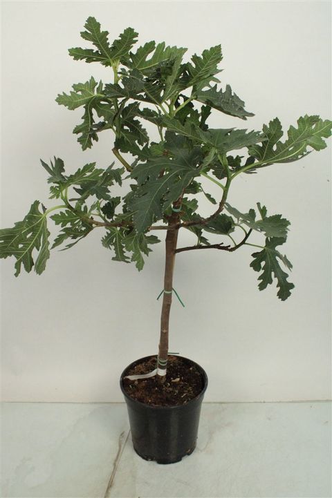 Ficus carica 'Icecrystal'