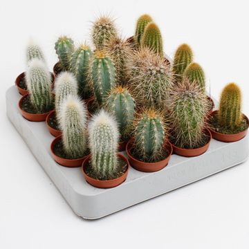 Cactus MIX