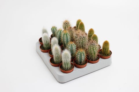 Cactus MIX