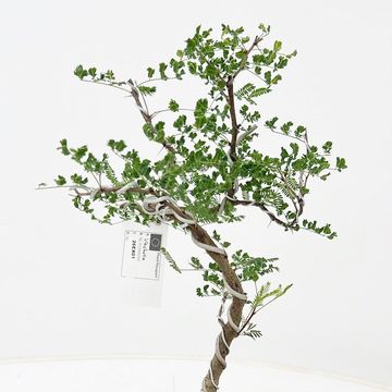 Vachellia nilotica