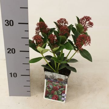 Skimmia japonica PINK DWARF