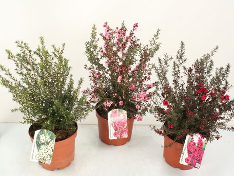 Leptospermum MIX