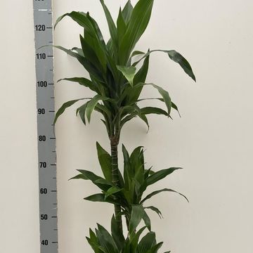 Dracaena fragrans 'Джанет Крейг'