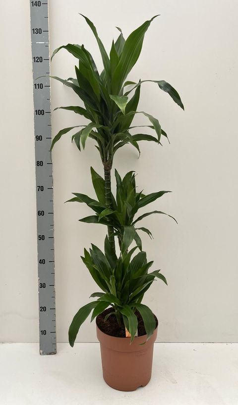 Dracaena fragrans 'Джанет Крейг'