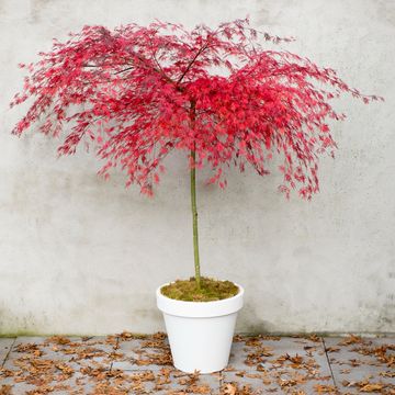 Acer palmatum 'Emerald Lace'