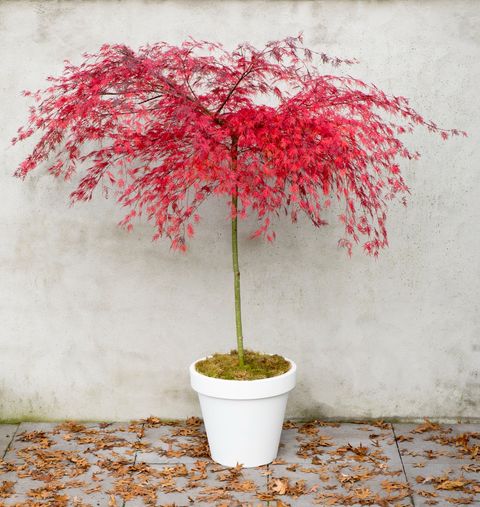 Acer palmatum 'Emerald Lace'