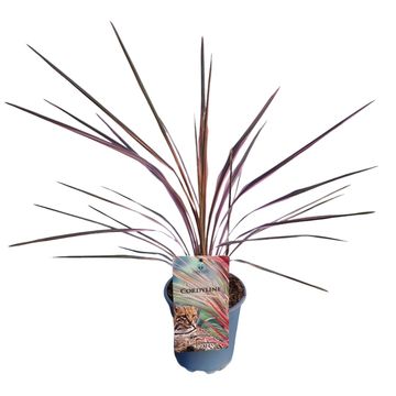 Cordyline australis 'Southern Splendour'