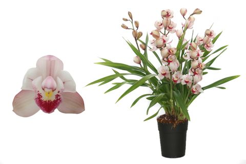 Cymbidium WILD PINK