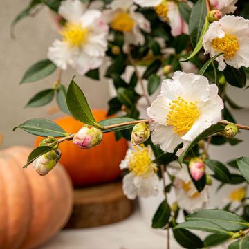 Camellia sasanqua 'White Premium'