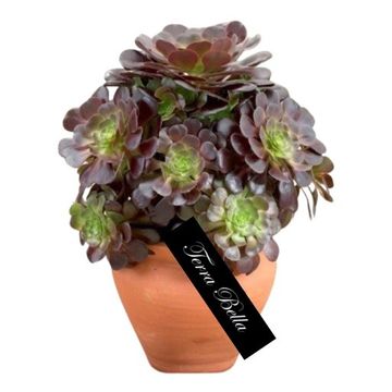Aeonium arboreum 'Velours'