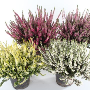 Calluna vulgaris GARDEN GIRLS MIX