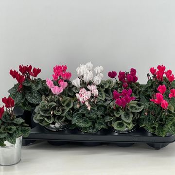 Cyclamen SUPER SERIE VERANO MIX