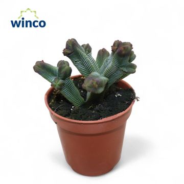 Crassula pyramidalis