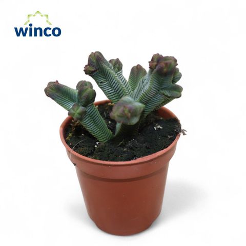 Crassula pyramidalis