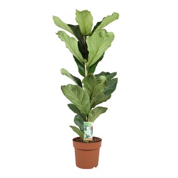 Ficus lyrata