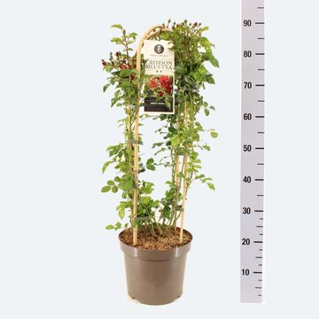 Rosa CRIMSON SILUETTA