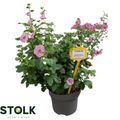 Anisodontea COTTON CANDY PINK