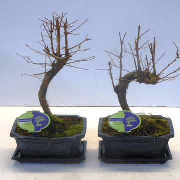 Metasequoia glyptostroboides