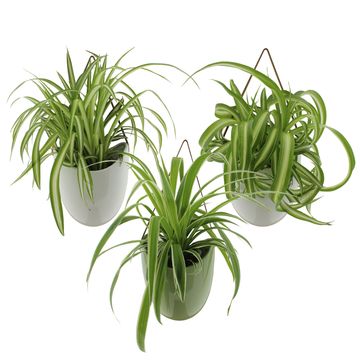 Chlorophytum MIX